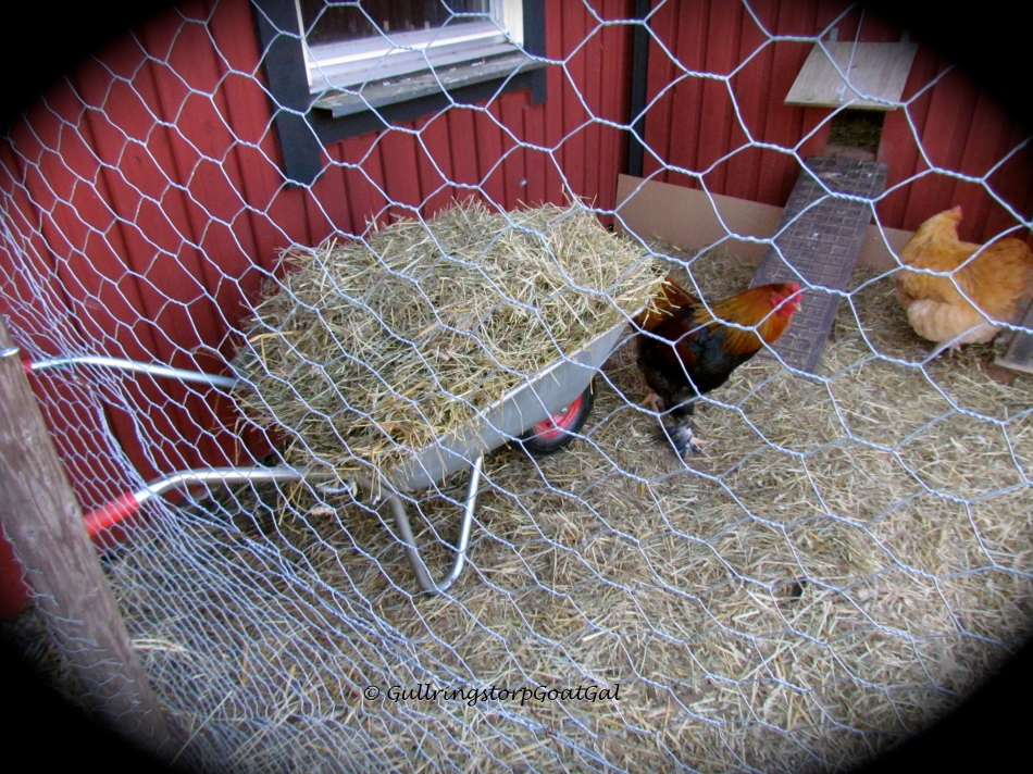 After my mothers-to-be had their breakfast and after Frida & Emil had their time together, I raked up the stable floor and brought out all the straw and hay for the chicken yard