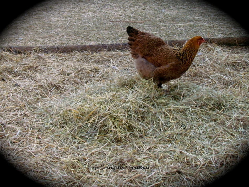This little lady really enjoys scratching in the new piles of hay & straw