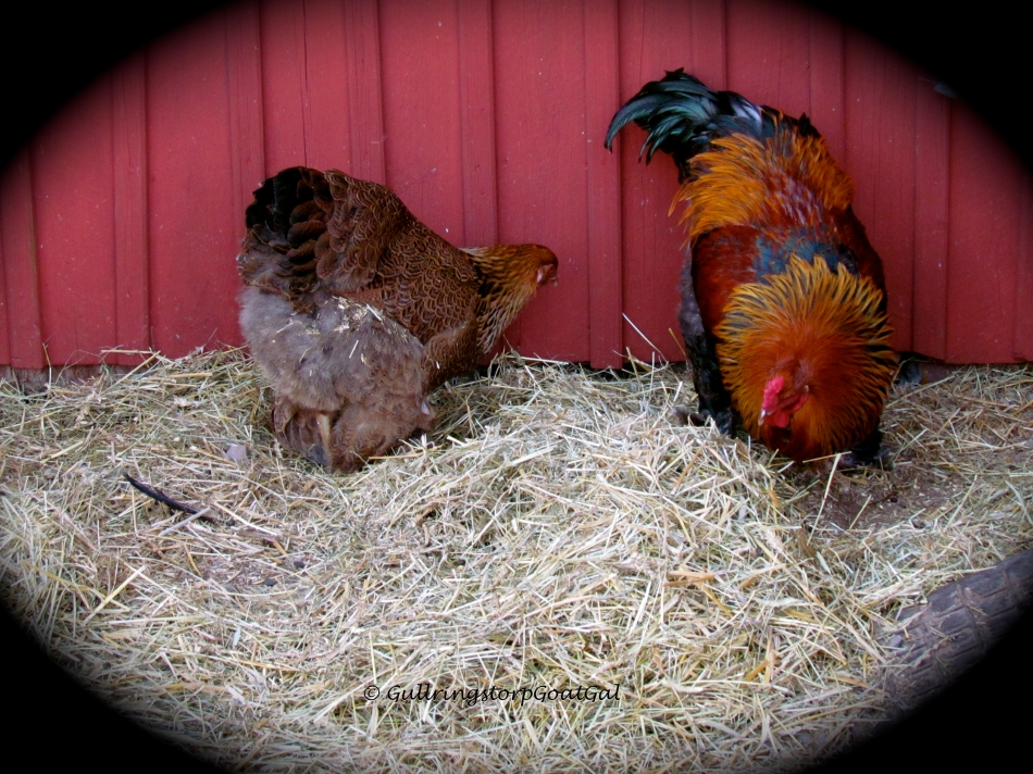 Our new rooster and one of his ladies also enjoyed the new piles