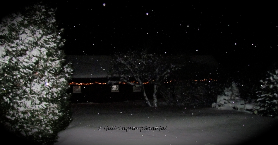 The lights look beautiful, peeking through the tall snow-covered evergreens in the back. Thank you Leif!