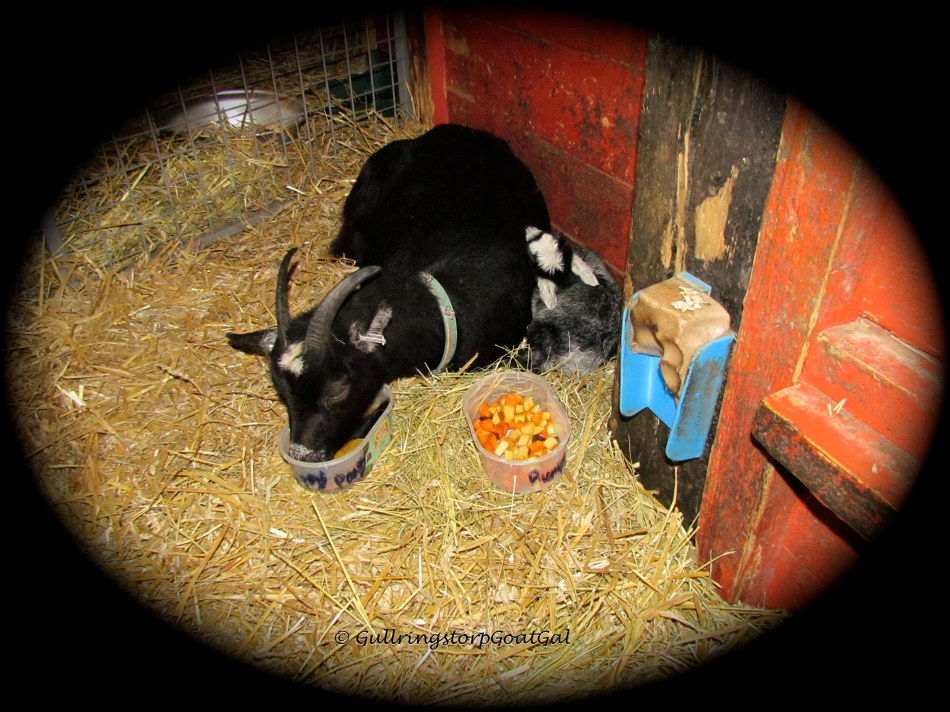 Pansy gets the Gullringstorp birthing molasses and chopped veggies and fruit